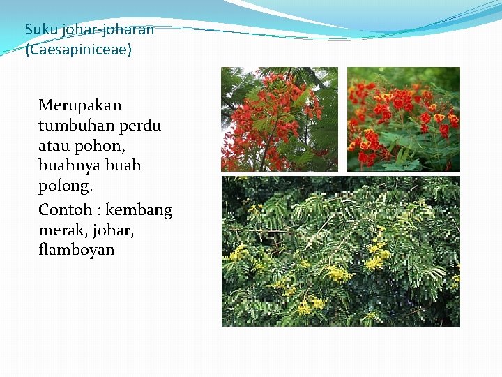 Suku johar-joharan (Caesapiniceae) Merupakan tumbuhan perdu atau pohon, buahnya buah polong. Contoh : kembang