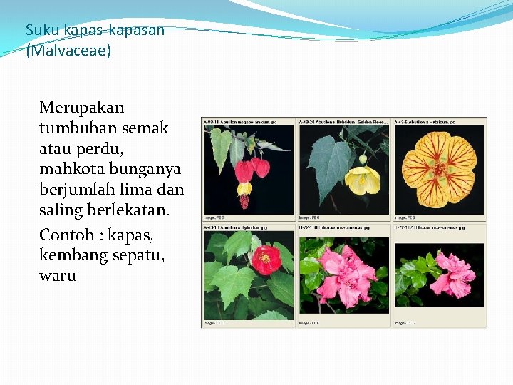 Suku kapas-kapasan (Malvaceae) Merupakan tumbuhan semak atau perdu, mahkota bunganya berjumlah lima dan saling