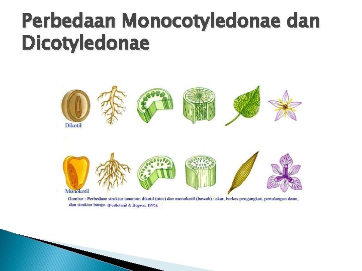 Perbedaan Monocotyledonae dan Dicotyledonae 
