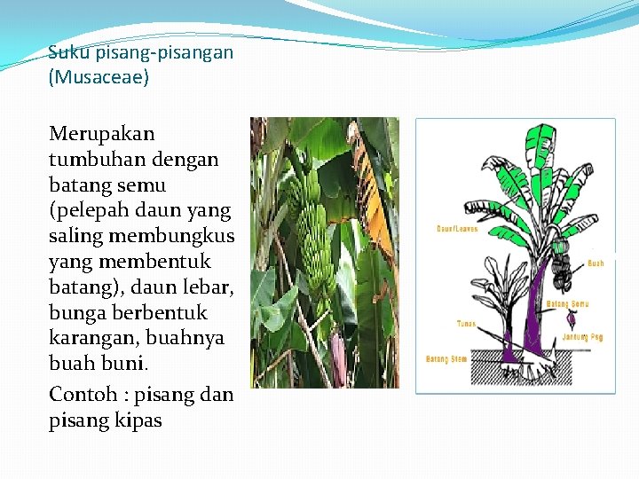 Suku pisang-pisangan (Musaceae) Merupakan tumbuhan dengan batang semu (pelepah daun yang saling membungkus yang