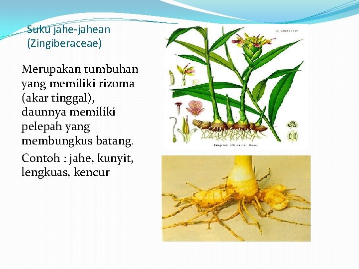 Suku jahe-jahean (Zingiberaceae) Merupakan tumbuhan yang memiliki rizoma (akar tinggal), daunnya memiliki pelepah yang