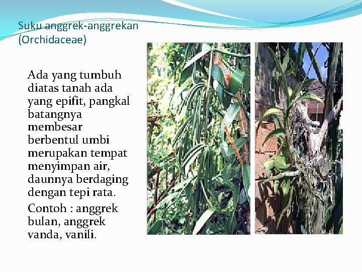 Suku anggrek-anggrekan (Orchidaceae) Ada yang tumbuh diatas tanah ada yang epifit, pangkal batangnya membesar