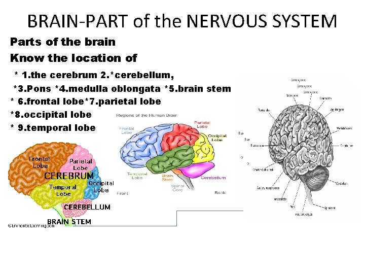 BRAIN-PART of the NERVOUS SYSTEM Parts of the brain Know the location of *