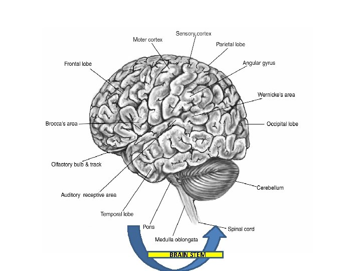 BRAIN STEM 