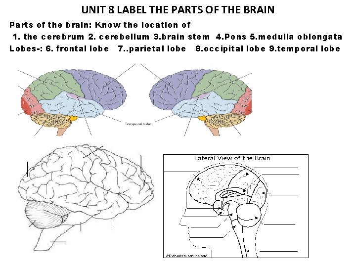 UNIT 8 LABEL THE PARTS OF THE BRAIN Parts of the brain: Know the
