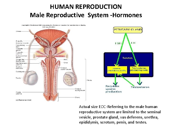 HUMAN REPRODUCTION Male Reproductive System -Hormones Actual size EOC-Referring to the male human reproductive