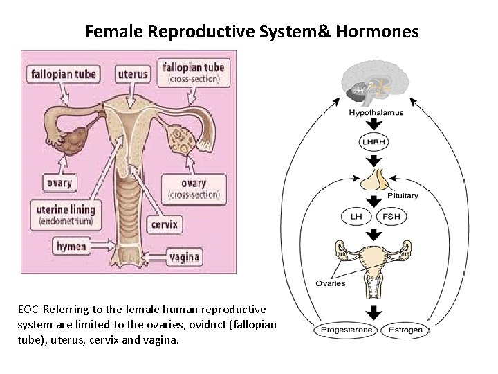 Female Reproductive System& Hormones EOC-Referring to the female human reproductive system are limited to