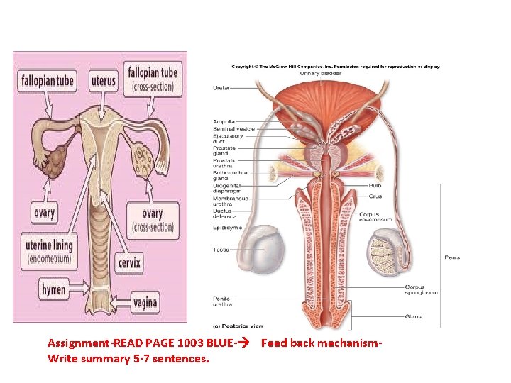 Assignment-READ PAGE 1003 BLUE- Feed back mechanism. Write summary 5 -7 sentences. 
