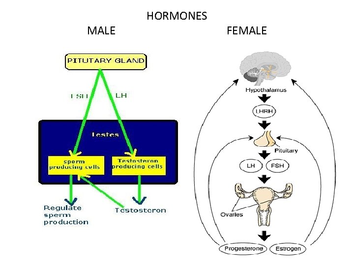 MALE HORMONES FEMALE 