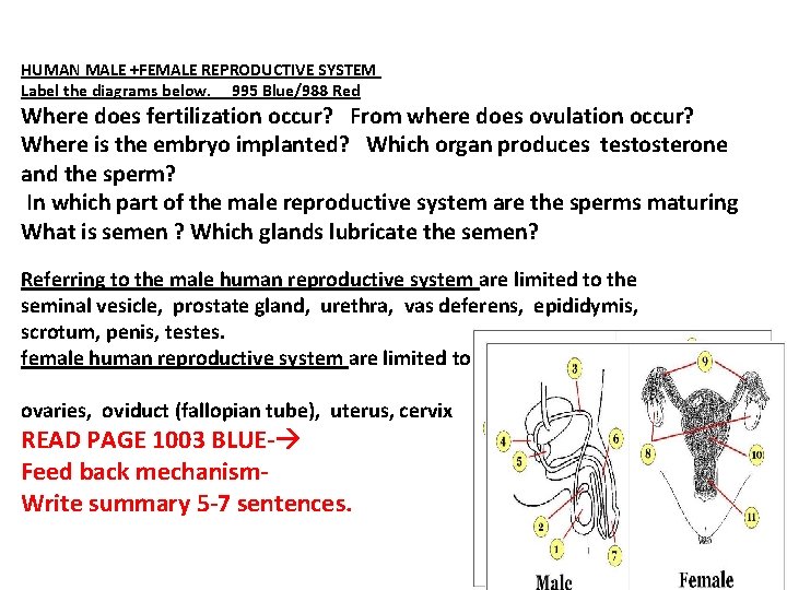 HUMAN MALE +FEMALE REPRODUCTIVE SYSTEM Label the diagrams below. 995 Blue/988 Red Where does
