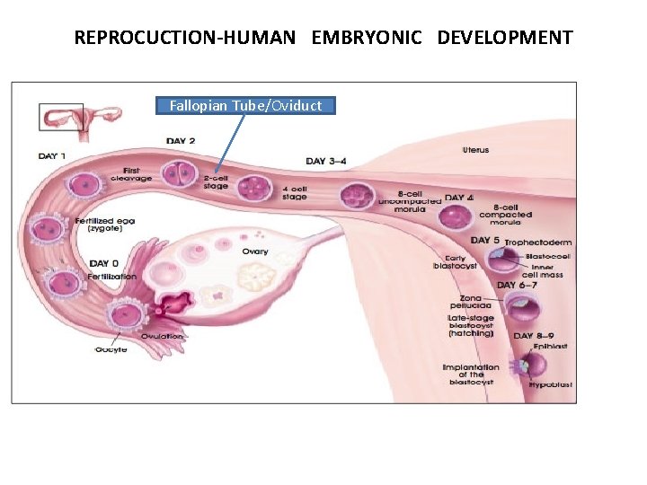REPROCUCTION-HUMAN EMBRYONIC DEVELOPMENT Fallopian Tube/Oviduct 