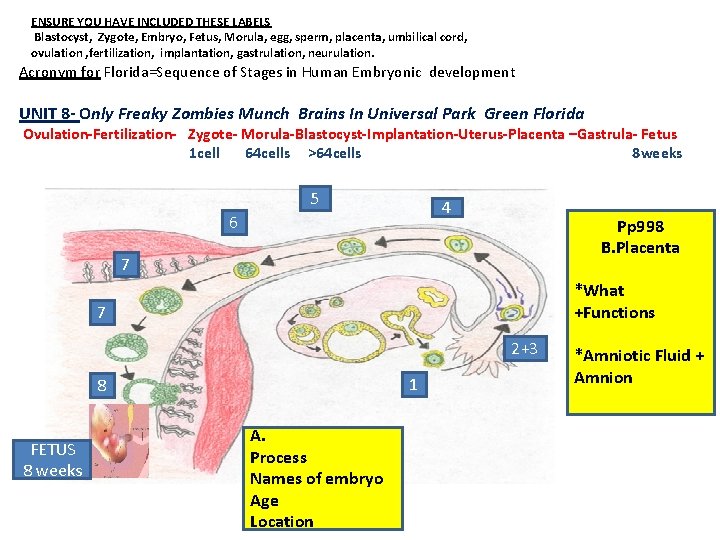 ENSURE YOU HAVE INCLUDED THESE LABELS Blastocyst, Zygote, Embryo, Fetus, Morula, egg, sperm, placenta,