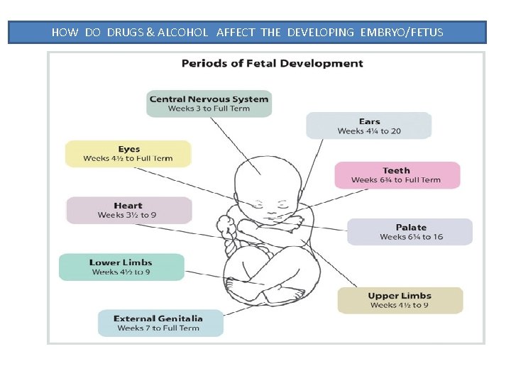 HOW DO DRUGS & ALCOHOL AFFECT THE DEVELOPING EMBRYO/FETUS 