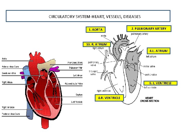 CIRCULATORY SYSTEM-HEART, VESSELS, DISEASES 1. AORTA 2. PULMONARY ARTERY 10. R. ATRIUM 4. L.