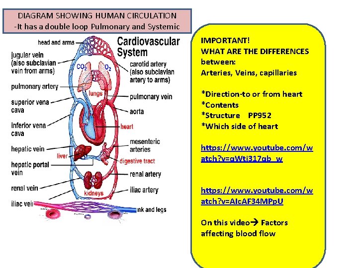 DIAGRAM SHOWING HUMAN CIRCULATION -It has a double loop Pulmonary and Systemic IMPORTANT! WHAT