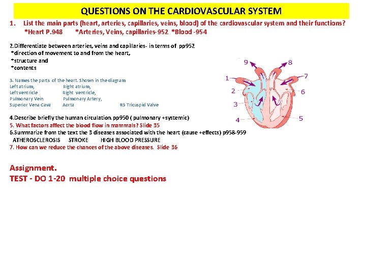 QUESTIONS ON THE CARDIOVASCULAR SYSTEM 1. List the main parts (heart, arteries, capillaries, veins,