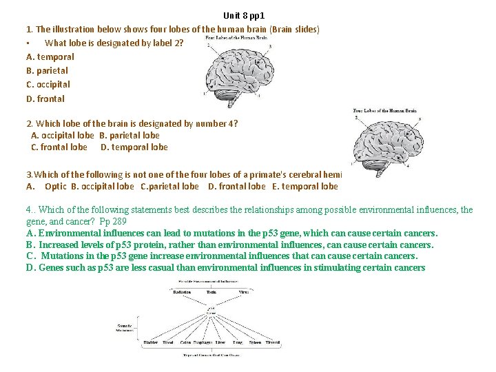 Unit 8 pp 1 1. The illustration below shows four lobes of the human