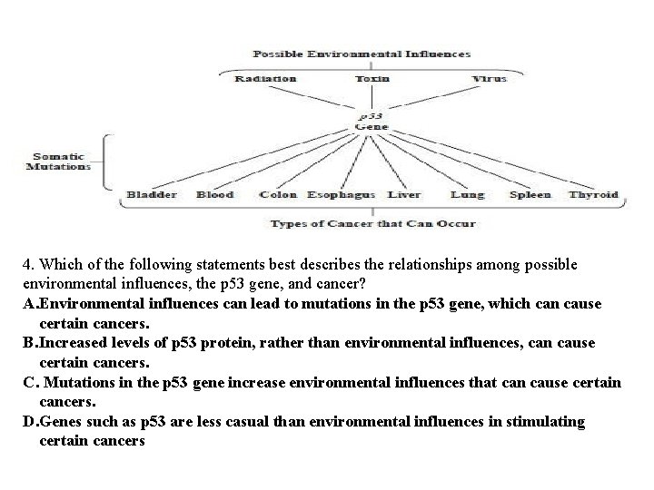 4. Which of the following statements best describes the relationships among possible environmental influences,