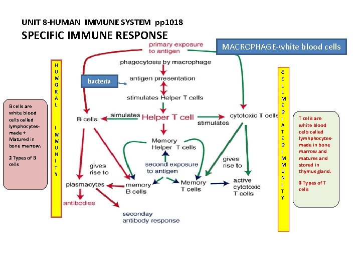 UNIT 8 -HUMAN IMMUNE SYSTEM pp 1018 SPECIFIC IMMUNE RESPONSE B cells are white