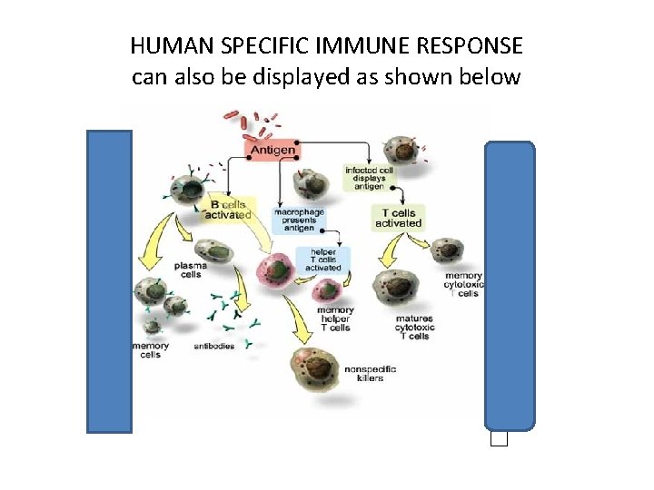 HUMAN SPECIFIC IMMUNE RESPONSE can also be displayed as shown below H U M