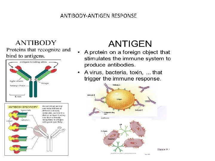 ANTIBODY-ANTIGEN RESPONSE 