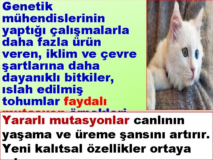 Genetik mühendislerinin yaptığı çalışmalarla daha fazla ürün veren, iklim ve çevre şartlarına daha dayanıklı