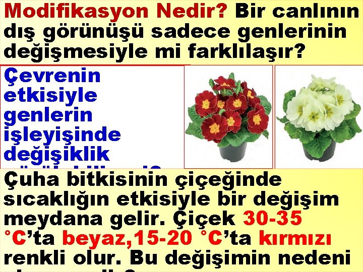 Modifikasyon Nedir? Bir canlının dış görünüşü sadece genlerinin değişmesiyle mi farklılaşır? Çevrenin etkisiyle genlerin