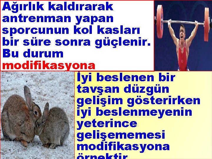 Ağırlık kaldırarak antrenman yapan sporcunun kol kasları bir süre sonra güçlenir. Bu durum modifikasyona