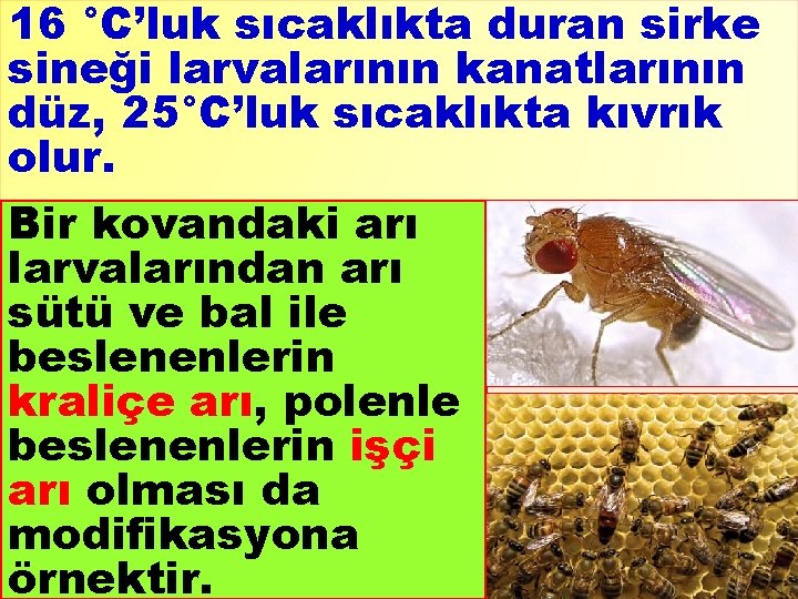 16 °C’luk sıcaklıkta duran sirke sineği larvalarının kanatlarının düz, 25°C’luk sıcaklıkta kıvrık olur. Bir