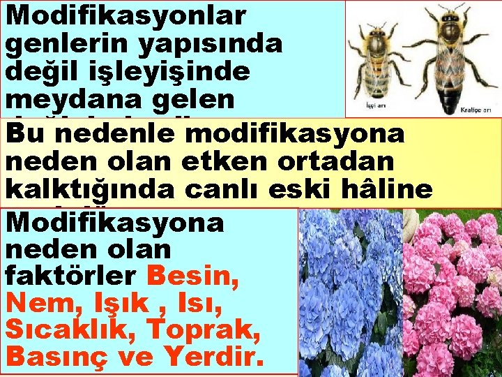 Modifikasyonlar genlerin yapısında değil işleyişinde meydana gelen değişimlerdir. Bu nedenle modifikasyona neden olan etken