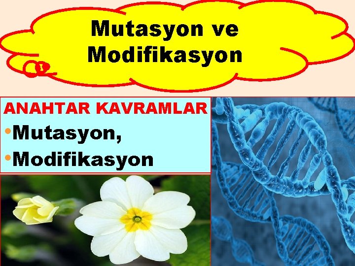 Mutasyon ve Modifikasyon ANAHTAR KAVRAMLAR • Mutasyon, • Modifikasyon 3 