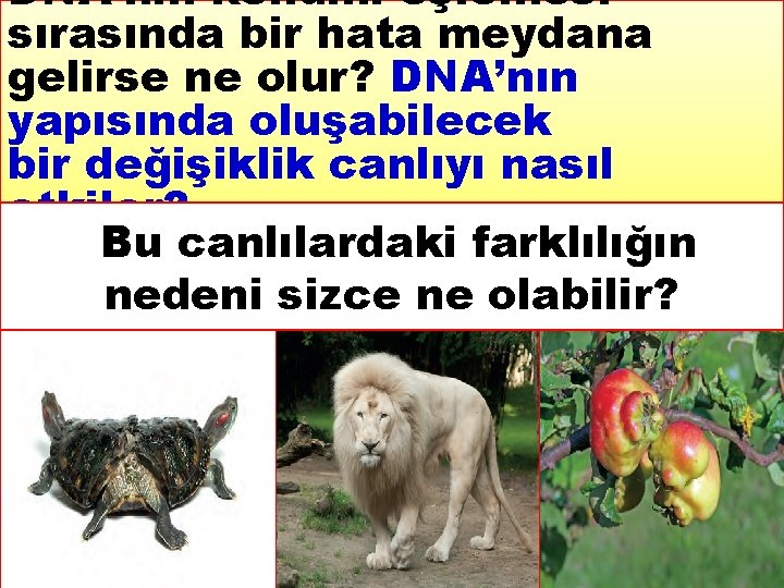 DNA’nın kendini eşlemesi sırasında bir hata meydana gelirse ne olur? DNA’nın yapısında oluşabilecek bir