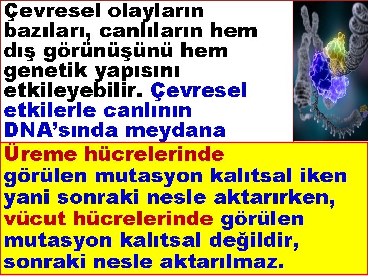 Çevresel olayların bazıları, canlıların hem dış görünüşünü hem genetik yapısını etkileyebilir. Çevresel etkilerle canlının