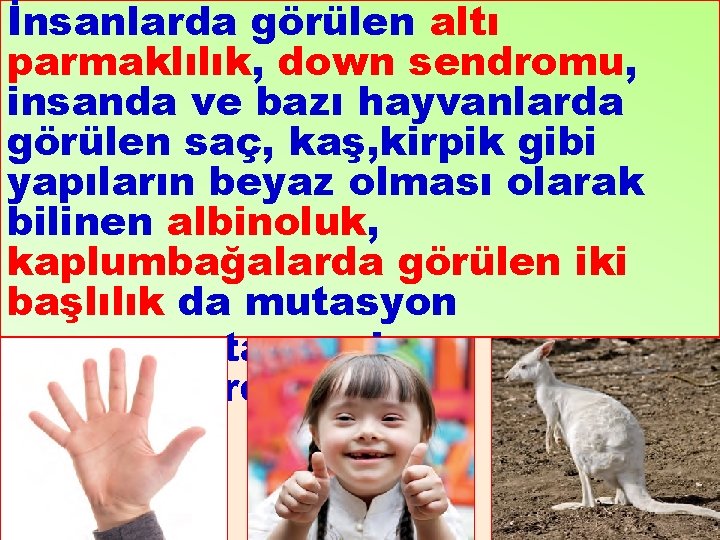 İnsanlarda görülen altı parmaklılık, down sendromu, insanda ve bazı hayvanlarda görülen saç, kaş, kirpik
