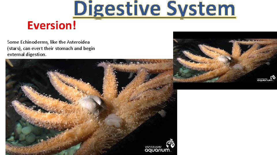 Digestive System Eversion! Some Echinoderms, like the Asteroidea (stars), can evert their stomach and