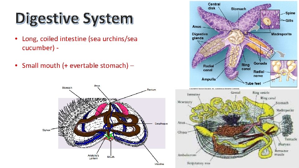 Digestive System • Long, coiled intestine (sea urchins/sea cucumber) • Small mouth (+ evertable