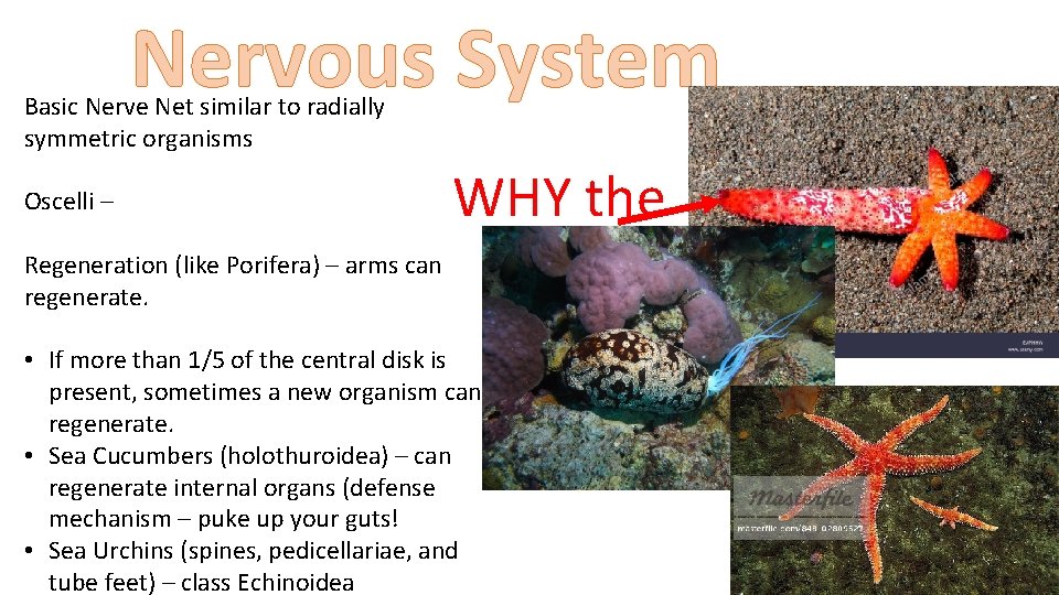 Nervous System Basic Nerve Net similar to radially symmetric organisms Oscelli – WHY the