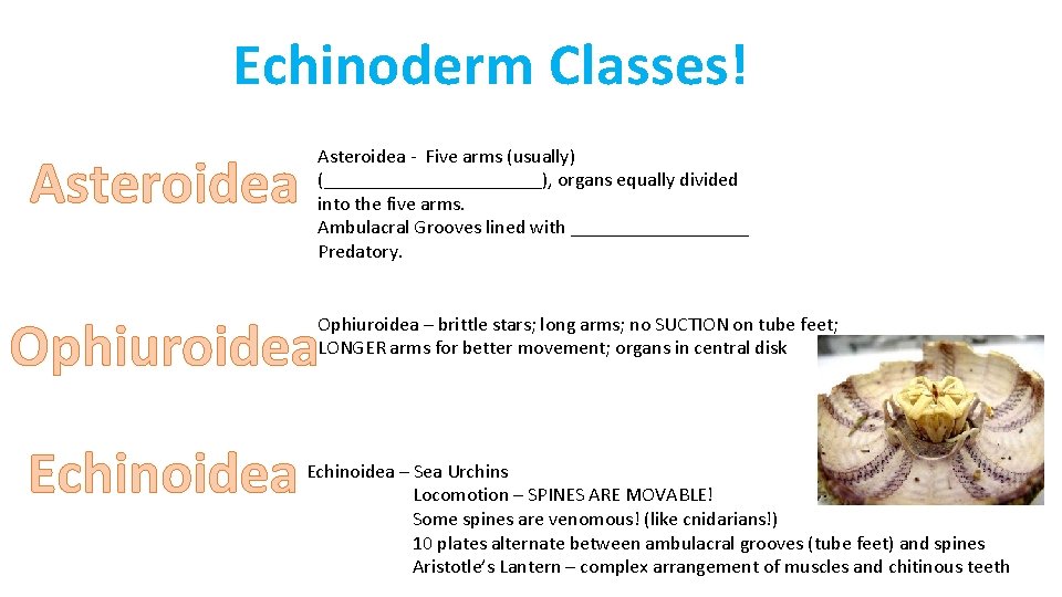 Echinoderm Classes! Asteroidea - Five arms (usually) (___________), organs equally divided into the five