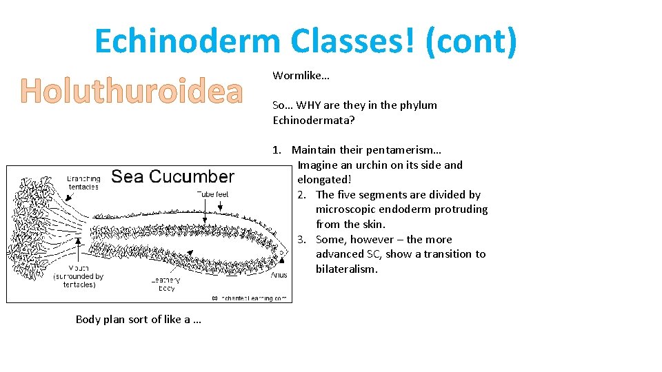 Echinoderm Classes! (cont) Holuthuroidea Wormlike… So… WHY are they in the phylum Echinodermata? 1.
