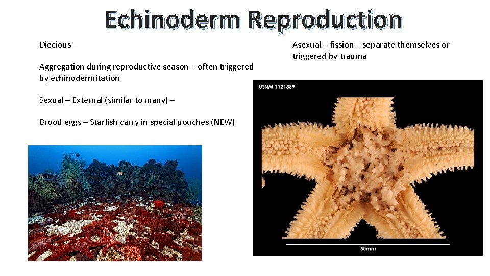 Echinoderm Reproduction Diecious – Aggregation during reproductive season – often triggered by echinodermitation Sexual