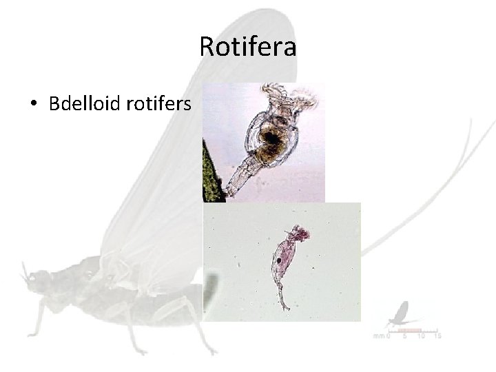 Rotifera • Bdelloid rotifers 