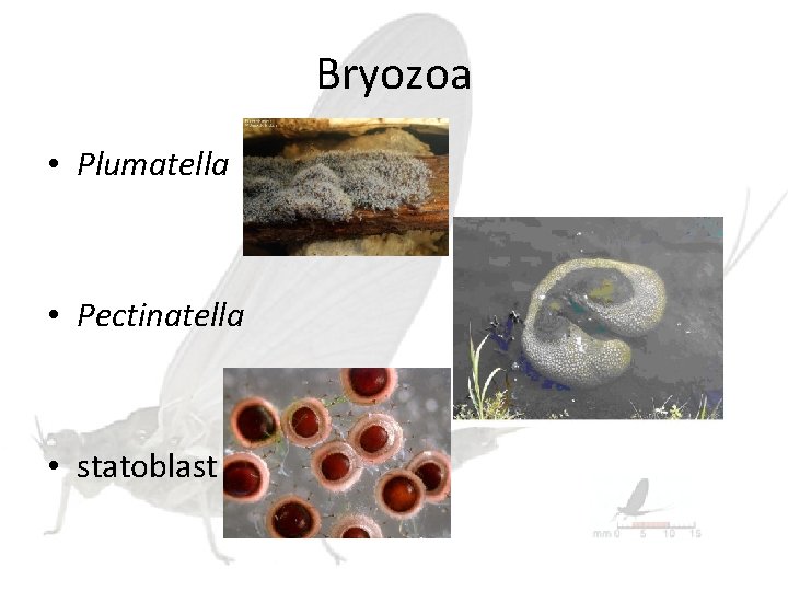 Bryozoa • Plumatella • Pectinatella • statoblast 