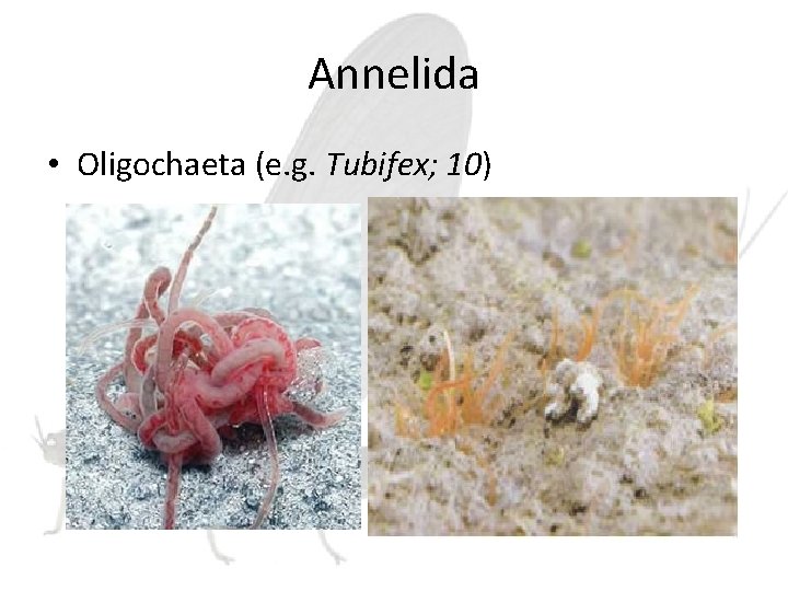 Annelida • Oligochaeta (e. g. Tubifex; 10) 