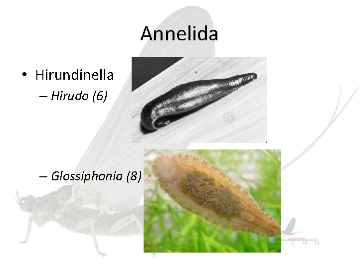 Annelida • Hirundinella – Hirudo (6) – Glossiphonia (8) 