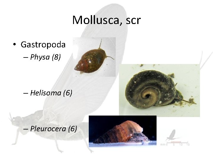 Mollusca, scr • Gastropoda – Physa (8) – Helisoma (6) – Pleurocera (6) 
