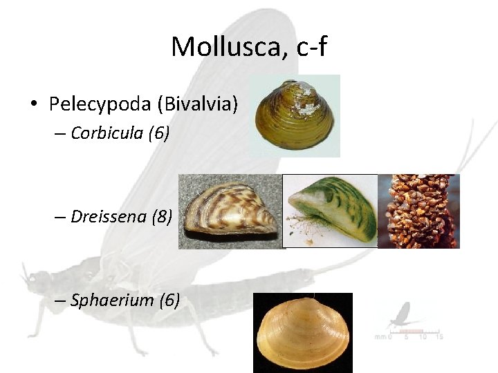 Mollusca, c-f • Pelecypoda (Bivalvia) – Corbicula (6) – Dreissena (8) – Sphaerium (6)