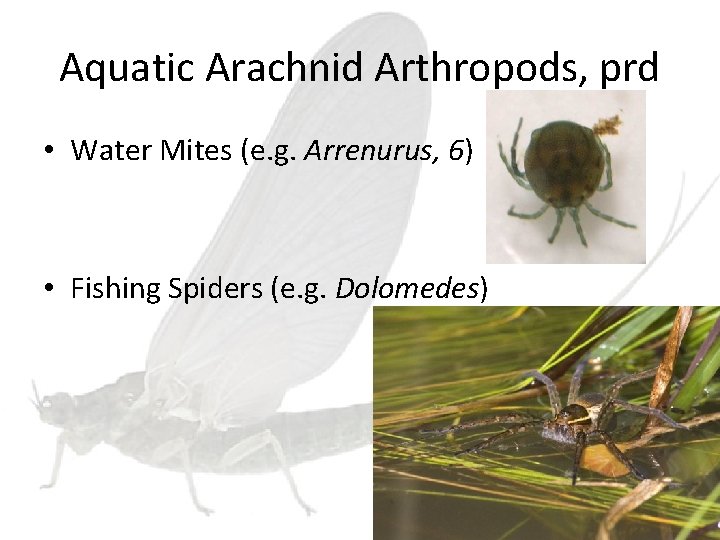 Aquatic Arachnid Arthropods, prd • Water Mites (e. g. Arrenurus, 6) • Fishing Spiders