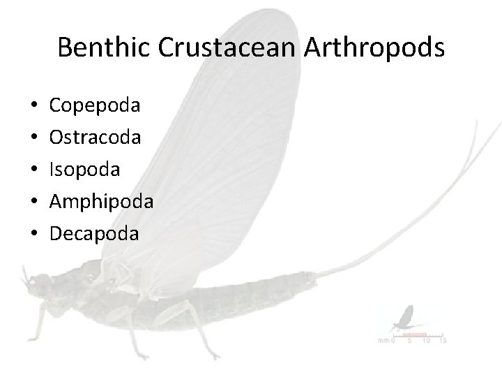 Benthic Crustacean Arthropods • • • Copepoda Ostracoda Isopoda Amphipoda Decapoda 