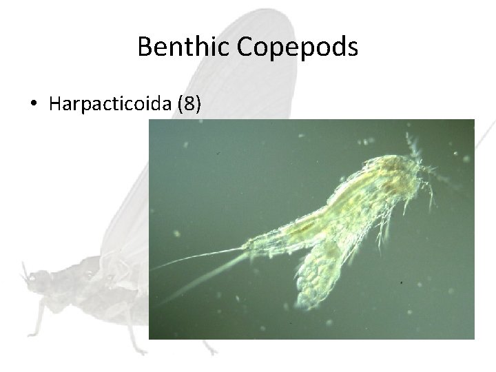 Benthic Copepods • Harpacticoida (8) 