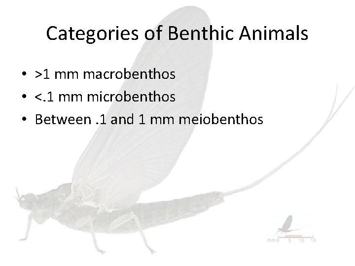 Categories of Benthic Animals • >1 mm macrobenthos • <. 1 mm microbenthos •